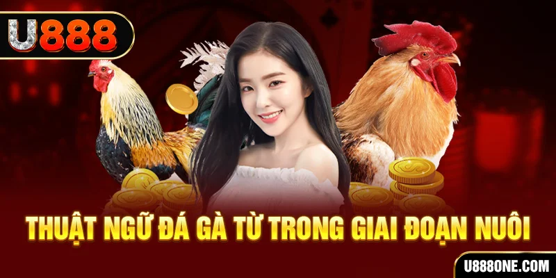 sumwin xổ số miền bắc 90 ngày