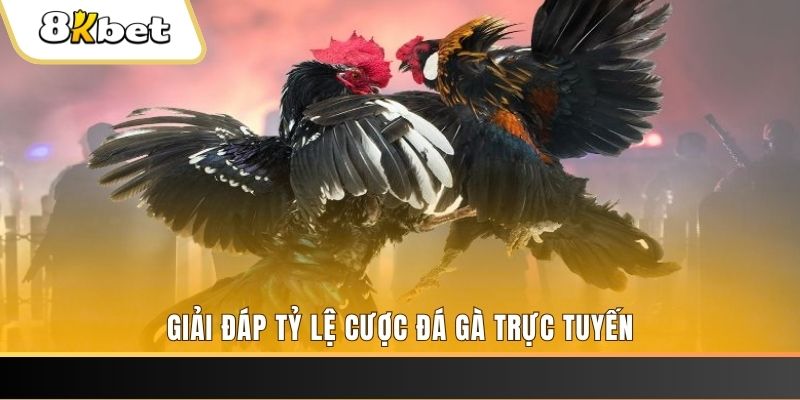 sumwin ga choi cau thanh