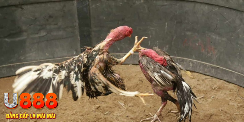 sumwin đăng nhập liêng hôm nay